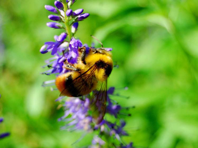 關于蜜蜂的知識有哪些？