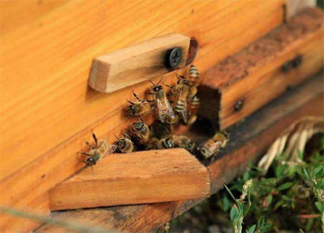 【蜜蜂知識】蜜蜂自然分蜂前有什么特點？