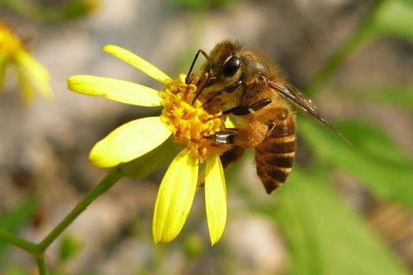 松丹一號養(yǎng)蜂投資預算是多少（養(yǎng)蜜蜂需要投資多少錢）