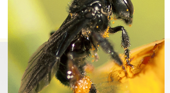 南方全身黑色蜂是什么蜂？叫什么？