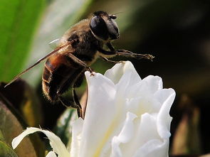 長(zhǎng)途運(yùn)輸工蜂咬脾是什么原因（蜜蜂咬巢脾是什么問(wèn)題）