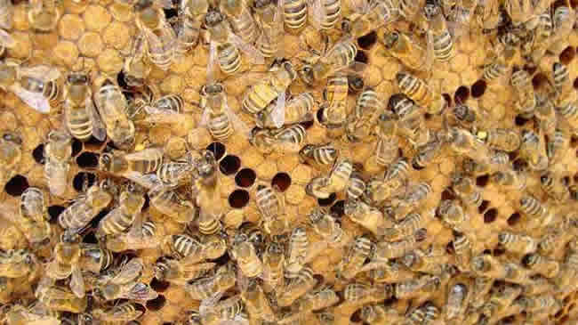 怎么調節蜂脾關系