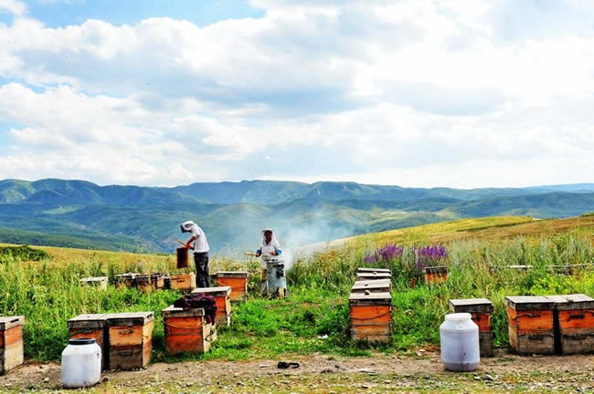 我國哪里養蜂人最多？