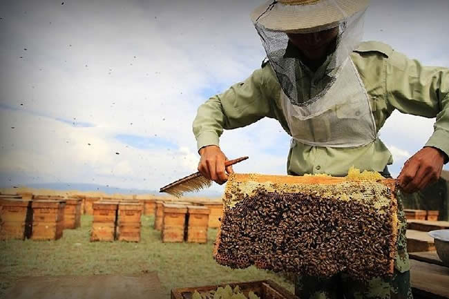 我國哪里養蜂人最多？