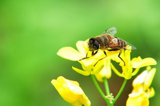 松丹一號和喀爾巴阡蜂黑環(huán)系能混養(yǎng)嗎（喀(阡)黑環(huán)系、松丹12號雙交種蜂及其管理要點(diǎn)）