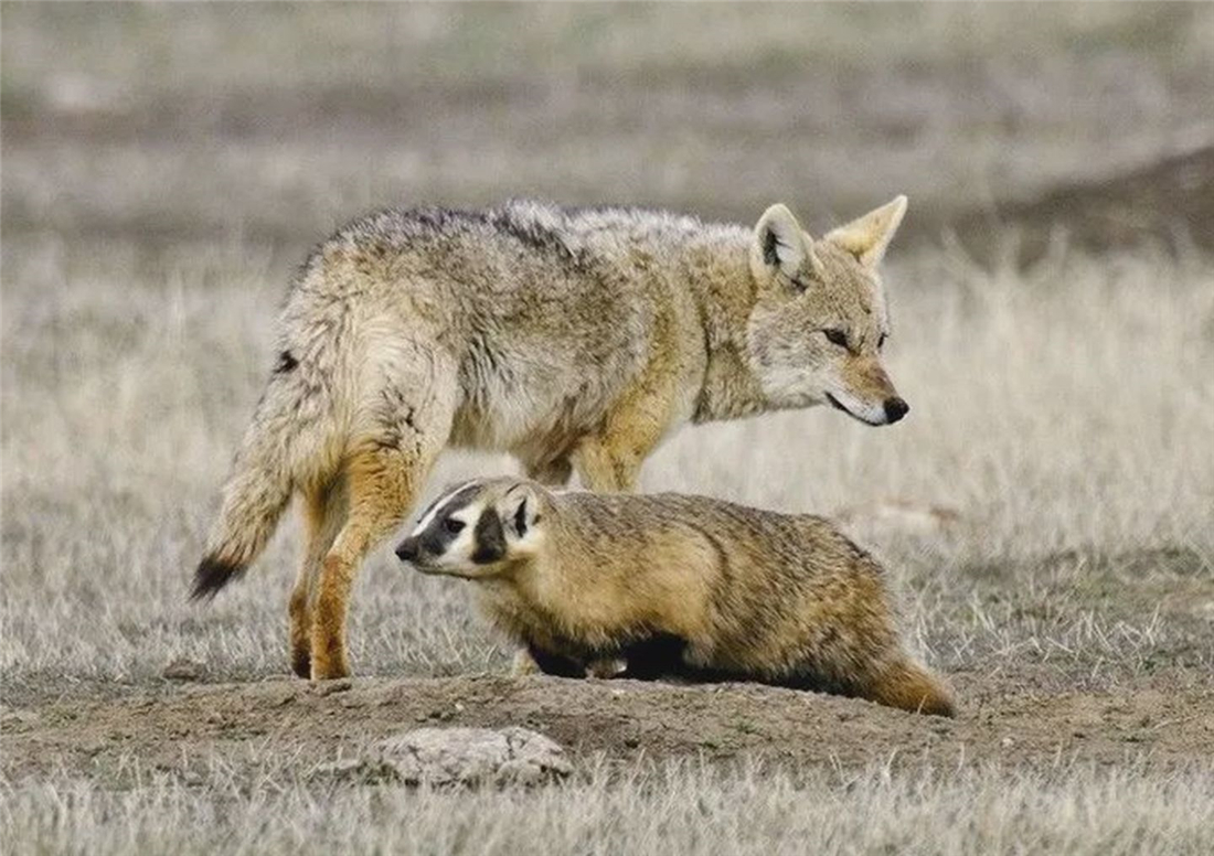 長白山多次出現“狽”，最早記載于西漢，奔跑時前腿搭在狼身上