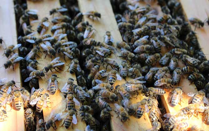 蜂王什么時(shí)候停止產(chǎn)卵（冬天蜂王為什么停止產(chǎn)卵）