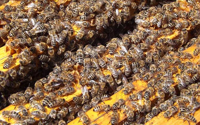 蜂王什么時(shí)候停止產(chǎn)卵（冬天蜂王為什么停止產(chǎn)卵）