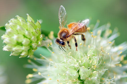 蜜蜂采蜜回巢是直線飛行嗎（蜜蜂是不是裝滿蜜就直線回巢？）