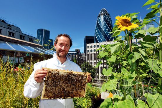 城市可以養(yǎng)蜂么（城市養(yǎng)蜂歸哪個(gè)部門(mén)管）