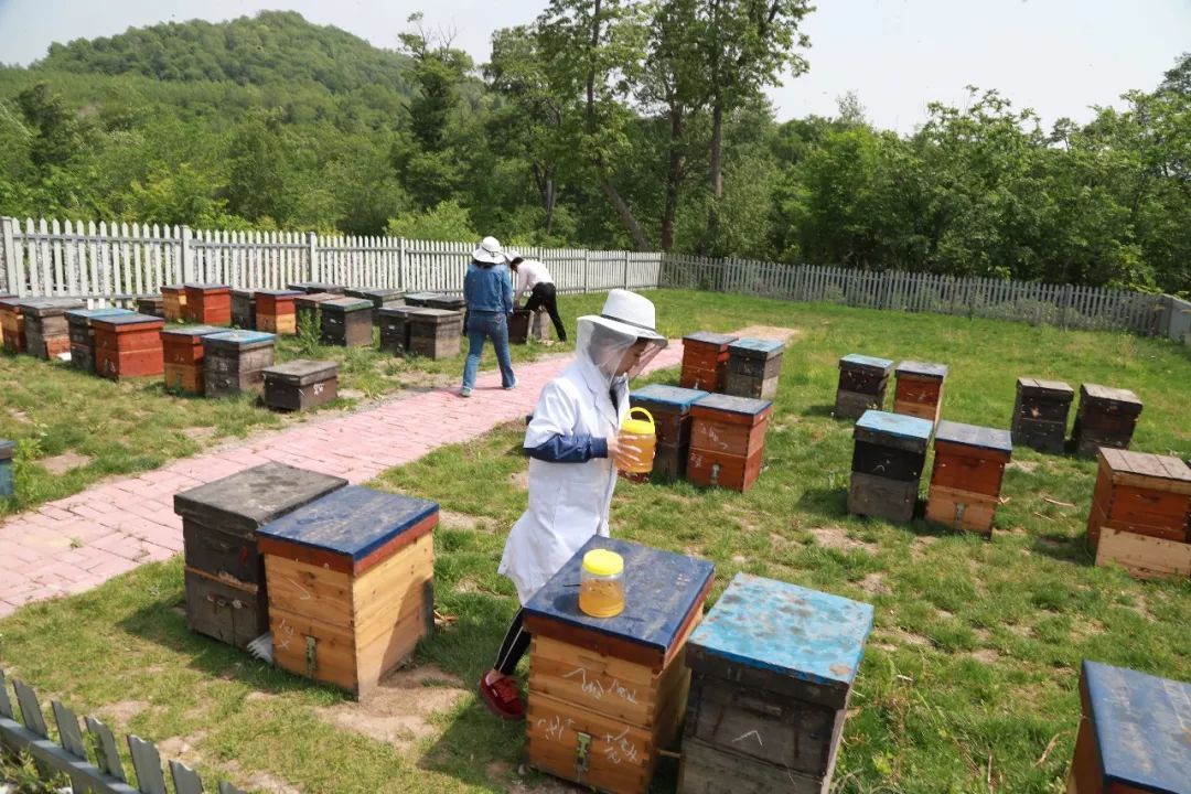 城市可以養(yǎng)蜂么（城市養(yǎng)蜂歸哪個(gè)部門(mén)管）
