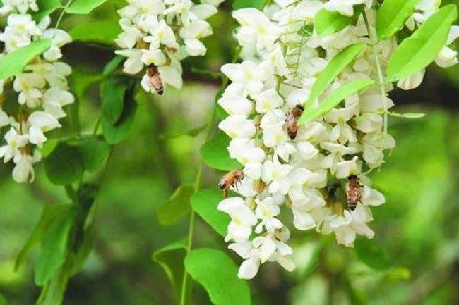 一箱意蜂洋槐花期能產多少蜜？