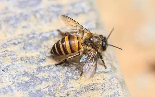 北一號中蜂品系價(jià)格（北京一號蜂種）