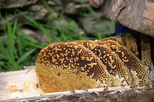 北一號中蜂品系價(jià)格（北京一號蜂種）