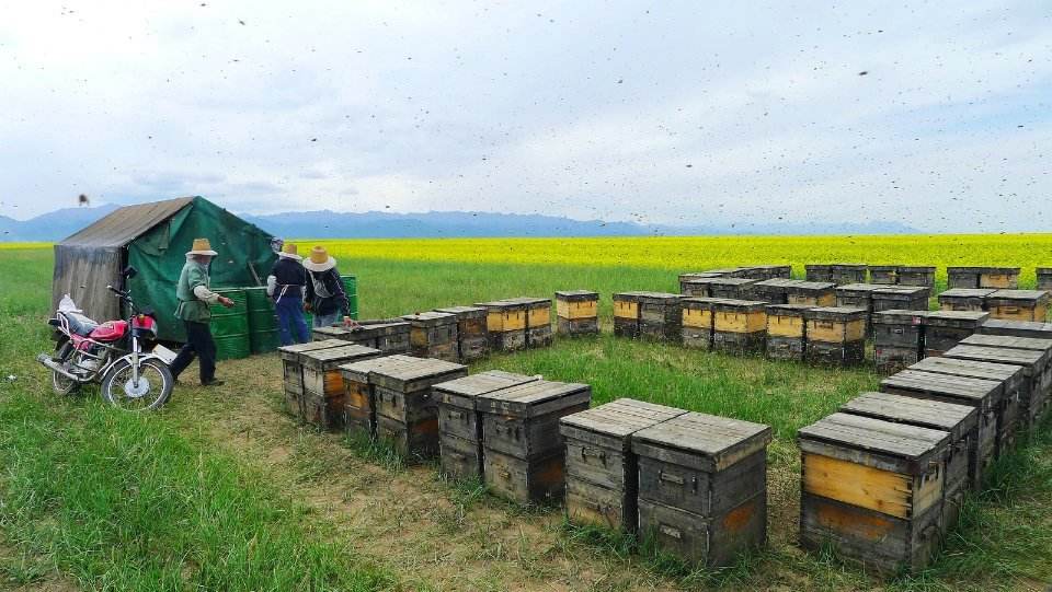 蜂箱木頭味道太大怎么辦？