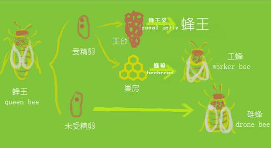 蜜蜂的生活習(xí)性及生長過程