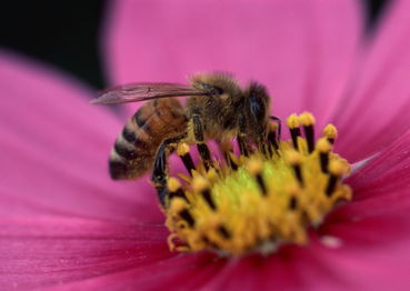 高加索蜂有毒嗎（高加索蜂生物學特性）