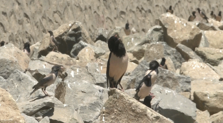 20萬只粉紅椋鳥到達新疆，滅蝗大戰開始，蝗蟲還夠吃嗎