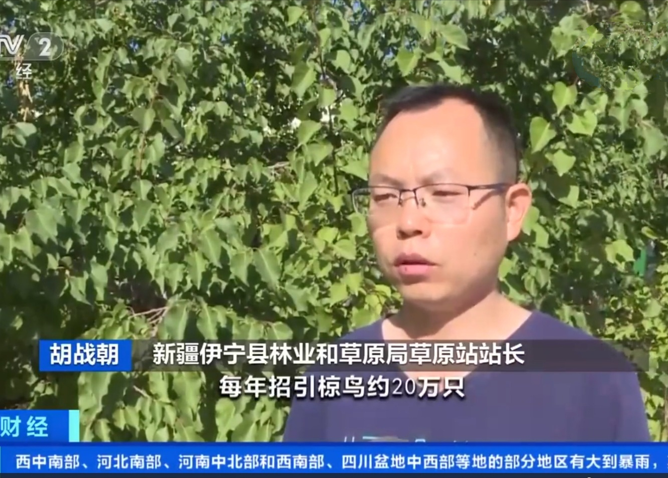 20萬只粉紅椋鳥到達新疆，滅蝗大戰開始，蝗蟲還夠吃嗎