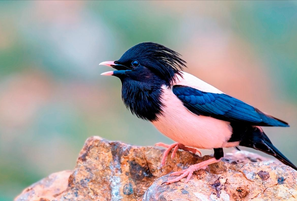 20萬只粉紅椋鳥到達新疆，滅蝗大戰開始，蝗蟲還夠吃嗎