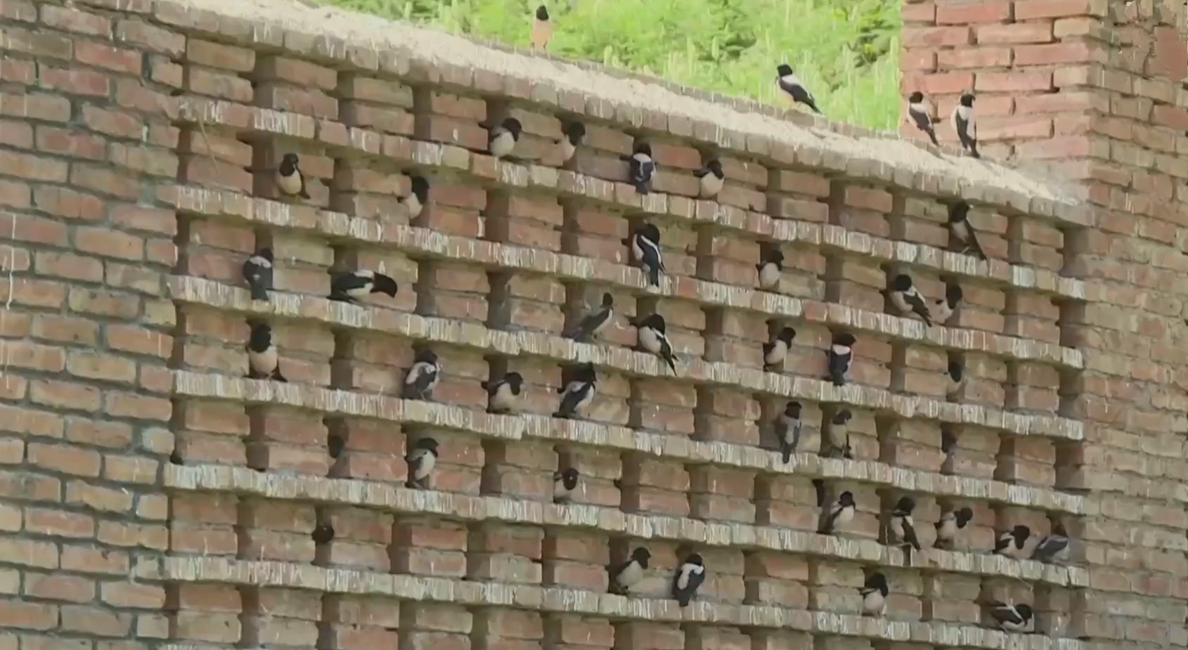 20萬只粉紅椋鳥馳援新疆滅蝗，護40萬畝草場！蝗災到底有多可怕？