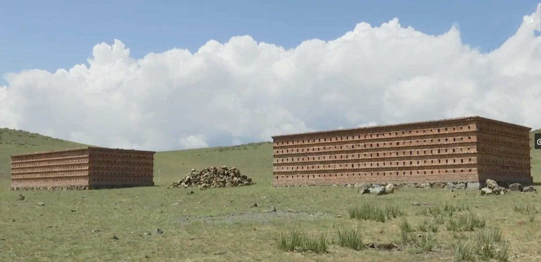 20萬只粉紅椋鳥馳援新疆滅蝗，護40萬畝草場！蝗災到底有多可怕？