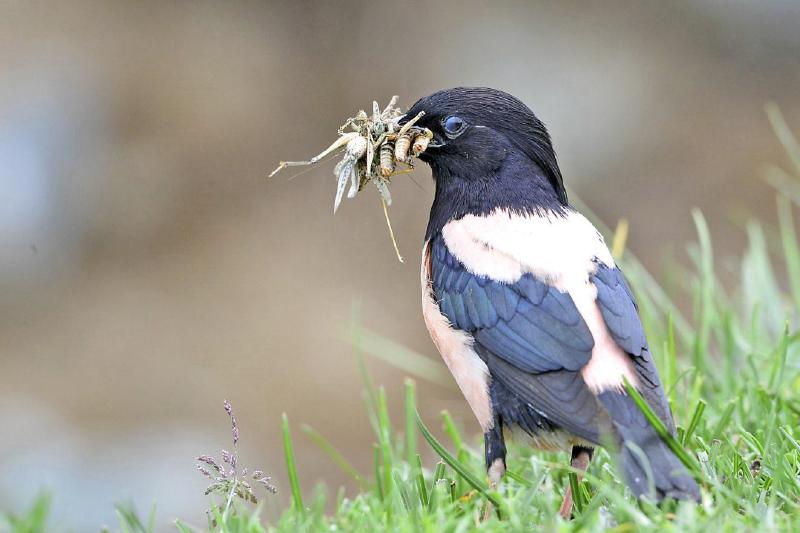 20萬只粉紅椋鳥馳援新疆滅蝗，護40萬畝草場！蝗災到底有多可怕？