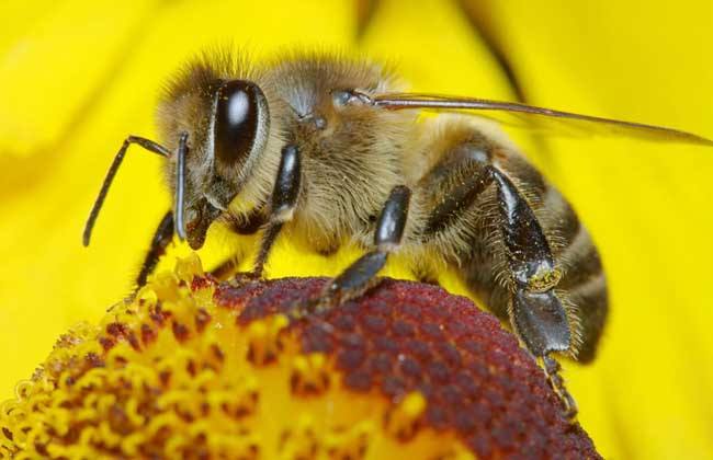 蜜蜂蜇人預示什么？有什么寓意？(民間被蜜蜂蜇了說法)