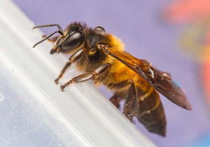 格子箱養(yǎng)殖蜜蜂為什么大蜂場不用（曾經(jīng)風(fēng)靡一時的格子箱養(yǎng)殖緣何迅速退出養(yǎng)蜂舞臺）