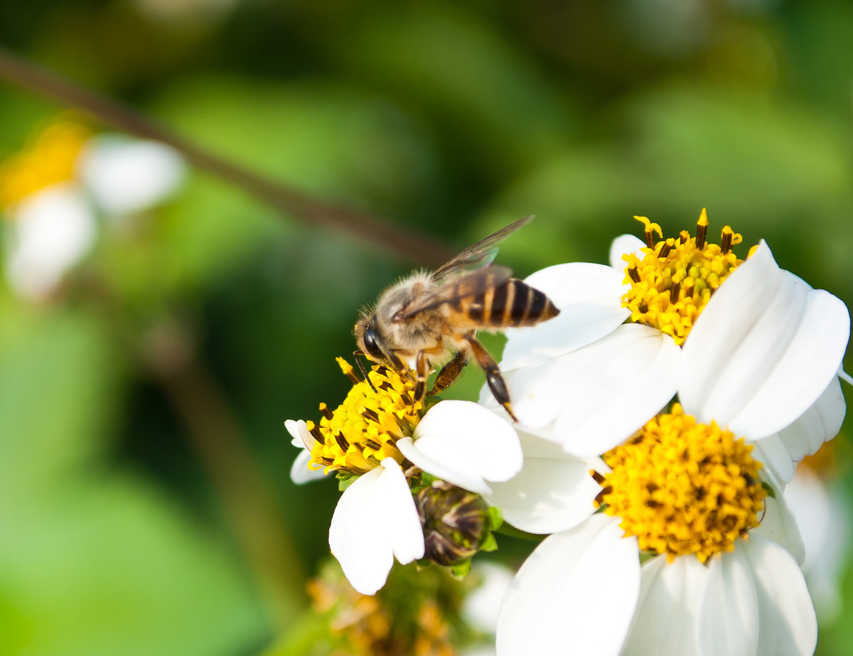 只有幾十只蜜蜂能不能繁殖起來（30只蜜蜂1只蜂王能繁殖嗎）