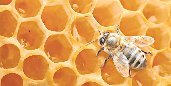 蛋群蜜蜂養殖方法和注意事項（“蛋群”只能土養，不能活框）
