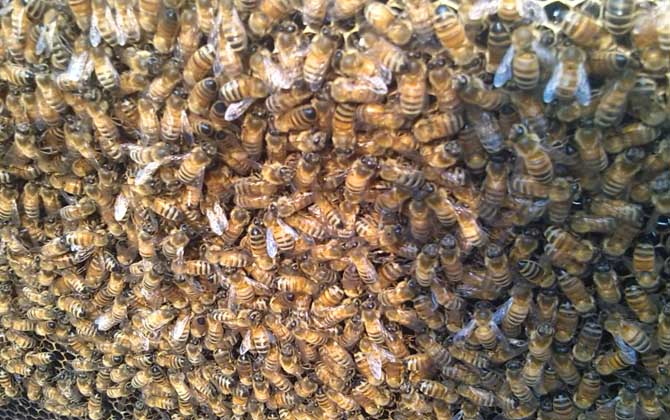 阿壩中蜂有哪些優點和缺點（阿壩中蜂的特點）