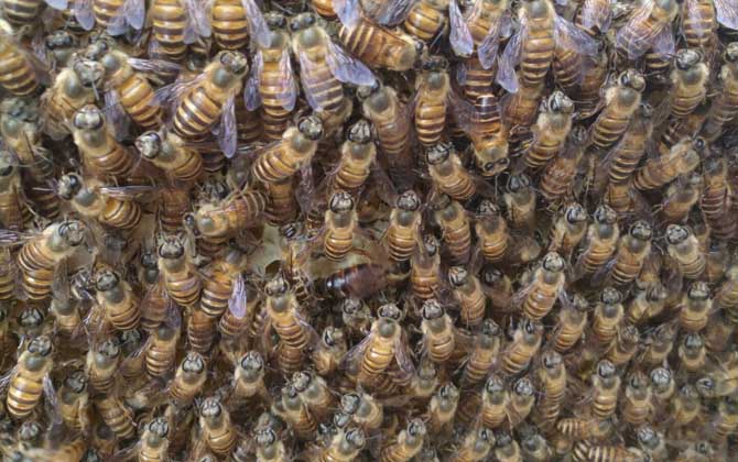 新蜂試飛和盜蜂怎么區分