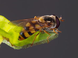 幾只工蜂直接飛進空箱是什么情況（蜜蜂不結(jié)團直接進入空蜂箱，是蜜蜂變懶了嗎）