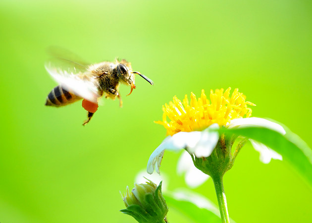 幾只工蜂直接飛進空箱是什么情況（蜜蜂不結(jié)團直接進入空蜂箱，是蜜蜂變懶了嗎）