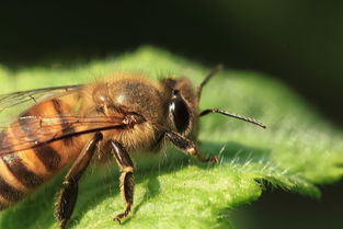 幾只工蜂直接飛進空箱是什么情況（蜜蜂不結(jié)團直接進入空蜂箱，是蜜蜂變懶了嗎）