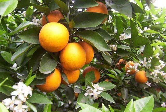 蜜源植物的種類及花期大全（十九種主要蜜源植物分布及花期）