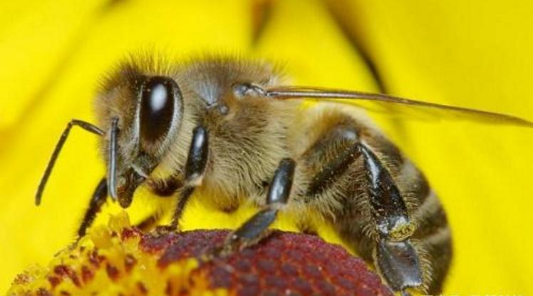 阿壩中蜂是褐色種還麻色種（阿壩養(yǎng)蜂必先了解的養(yǎng)蜂知識）