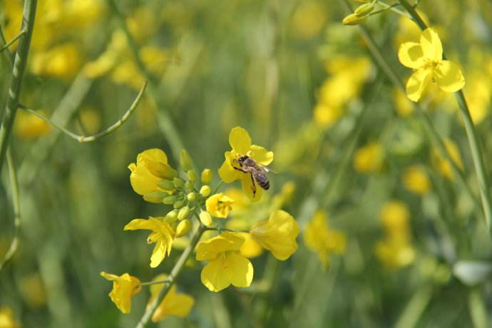 新手養蜂不能貪婪這兩樣東西
