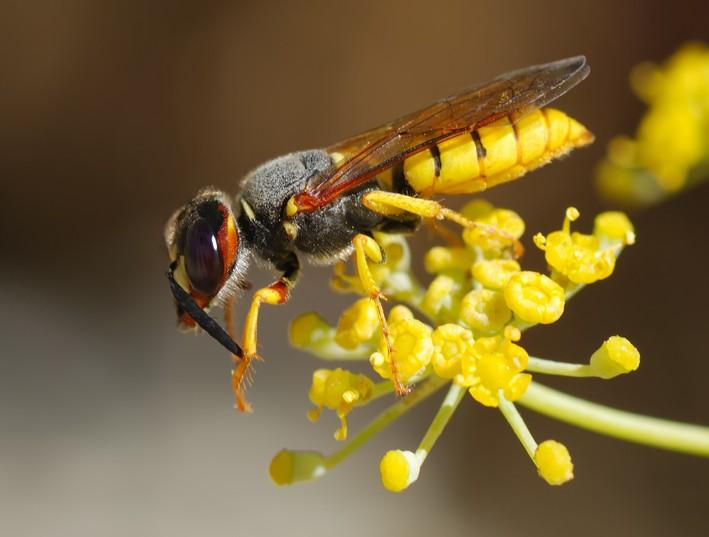 從偵查蜂能判斷當(dāng)天有蜂來嗎（偵查蜂誘蜂來蜂的征兆）