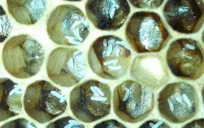 產卵過的工蜂能活多久（工蜂產卵后能活多久）