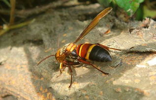 松丹二號與松丹一號哪個好（松丹一號蜂王與松丹二號蜂王區別）