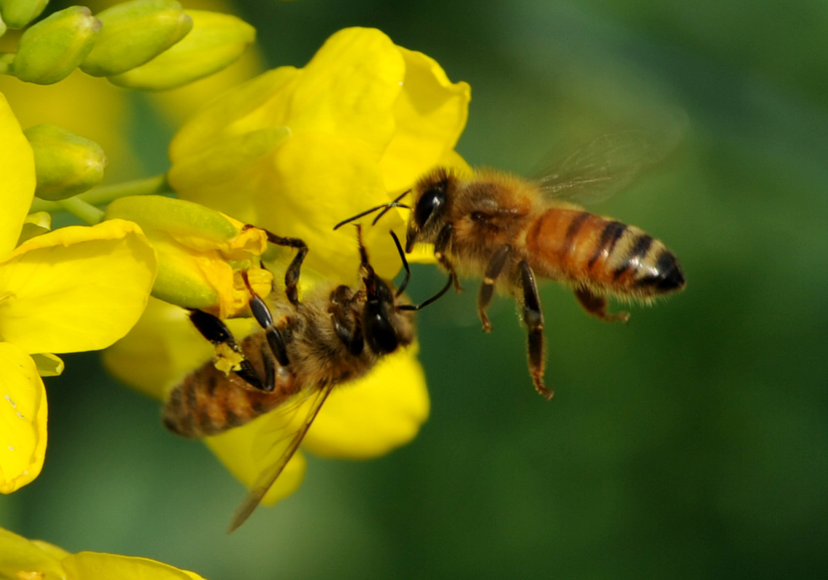 蜜蜂為什么要采蜜和釀蜜？它們為誰采蜜？