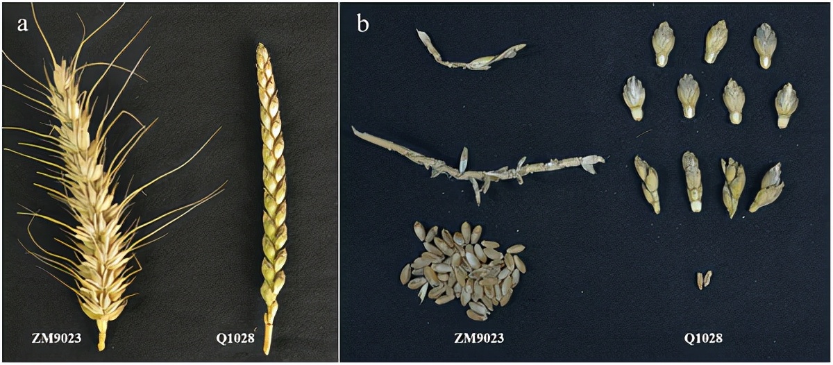 地球上最成功的植物，1萬(wàn)年前操縱智人，占地面積將近10個(gè)英國(guó)