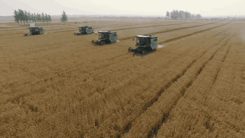 地球上最成功的植物，1萬(wàn)年前操縱智人，占地面積將近10個(gè)英國(guó)