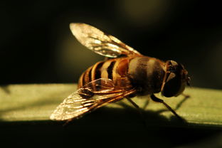 黃美意是松丹一號(hào)嗎（黃色意蜂有幾個(gè)品種）