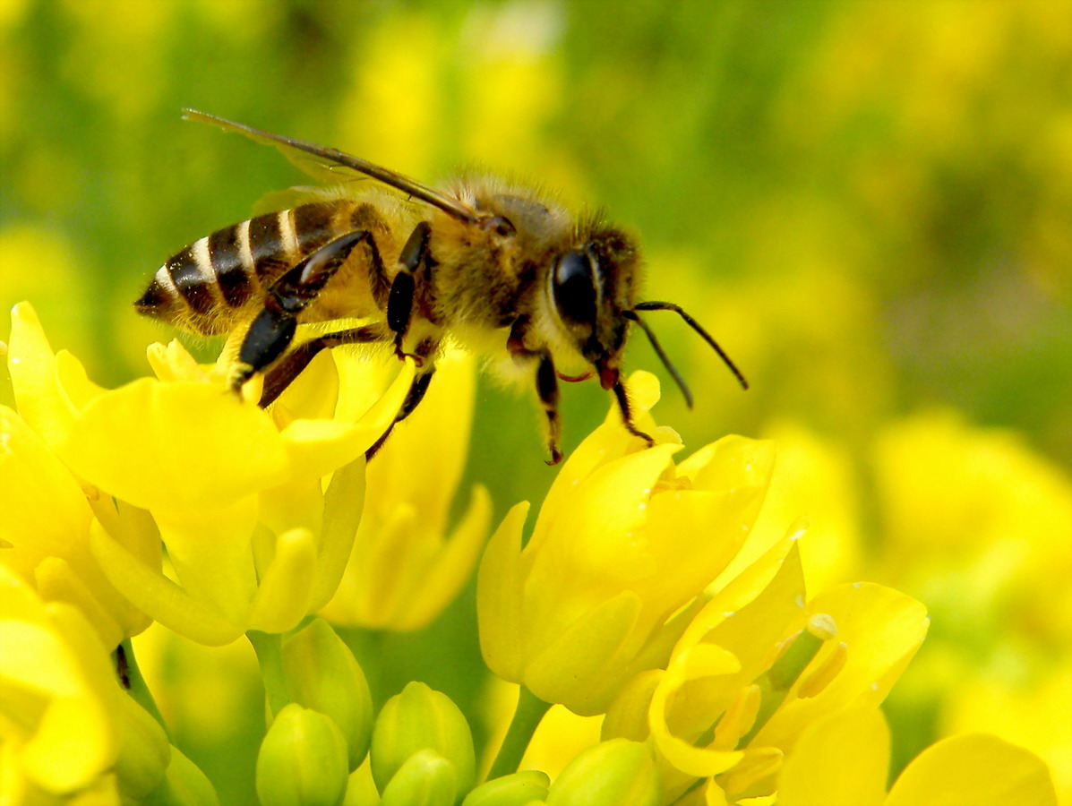 大蜂場(chǎng)如何殺螞蟻（養(yǎng)蜂場(chǎng)內(nèi)有螞蟻怎樣處理）