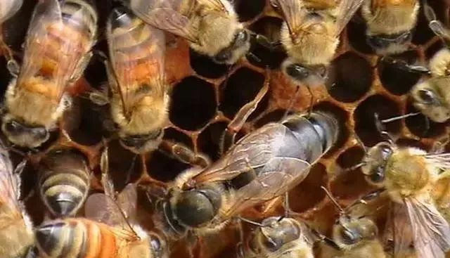 大蜂場(chǎng)如何殺螞蟻（養(yǎng)蜂場(chǎng)內(nèi)有螞蟻怎樣處理）