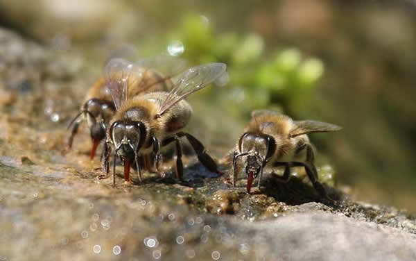 工蜂如何喂養(yǎng)幼蟲的？