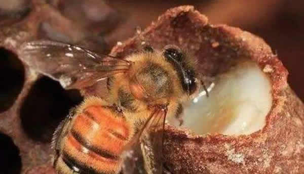 工蜂如何喂養(yǎng)幼蟲的？